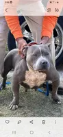Lola, a female American Bully for sale in Collins, MS – 1 of 2