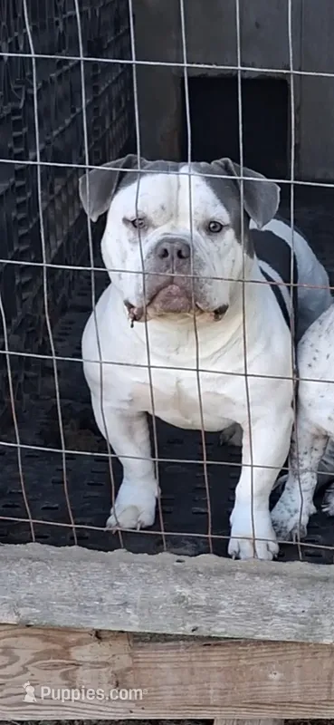 Male – American Bully puppy for sale in Collins, MS