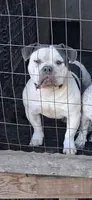 Male, a male American Bully for sale in Collins, MS – 1 of 2