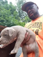 Female lilac, a female American Bully for sale in Collins, MS – Photo 4 of 6
