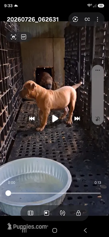 Sable male – American Bully puppy for sale in Collins, MS