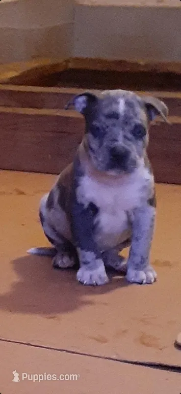 Merle male – American Bully puppy for sale in Collins, MS