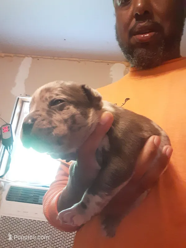 Merle male – American Bully puppy for sale in Collins, MS