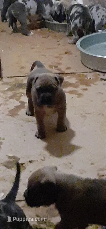 Sable male – American Bully puppy for sale in Collins, MS