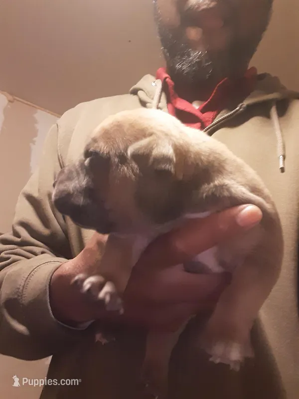 Sable male – American Bully puppy for sale in Collins, MS