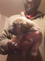 Sable male, a male American Bully for sale in Collins, MS – Photo 1 of 2