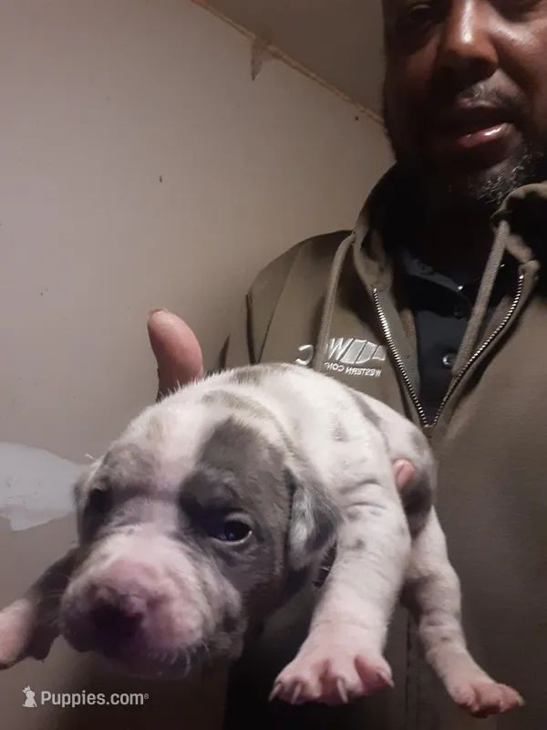 Female merle  – American Bully puppy for sale in Collins, MS
