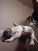 Female merle , a female American Bully for sale in Collins, MS – Photo 2 of 3