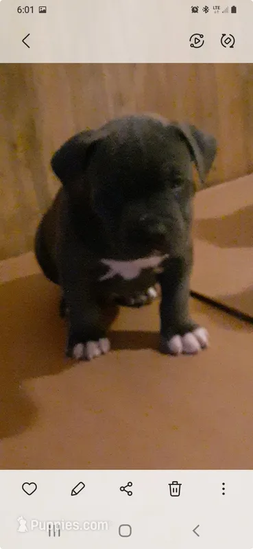 Blue male – American Bully puppy for sale in Collins, MS