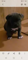 Blue male, a male American Bully for sale in Collins, MS – 1 of 1