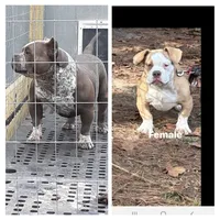 Female, a female American Bully for sale in Collins, MS – 2 of 2
