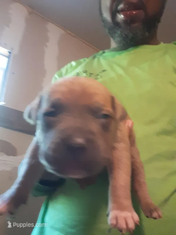 Sable male – American Bully puppy for sale in Collins, MS