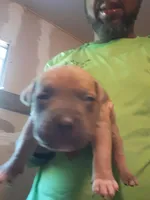 Sable male, a male American Bully for sale in Collins, MS – Photo 1 of 2