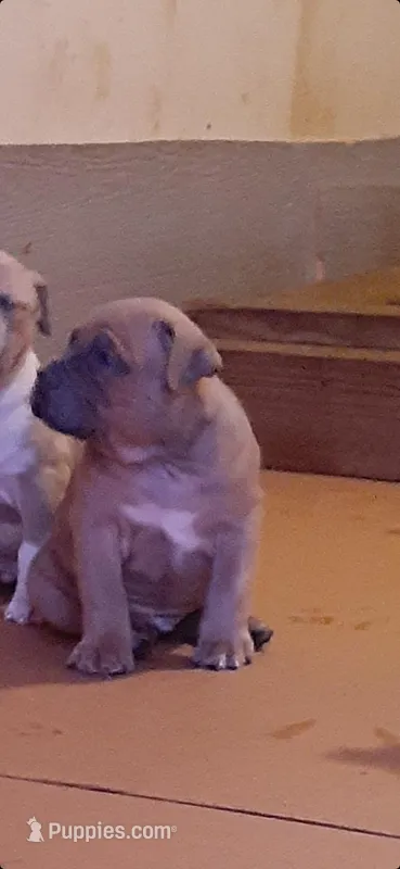 Sable male – American Bully puppy for sale in Collins, MS