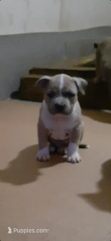 Merle male  – American Bully puppy for sale in Collins, MS