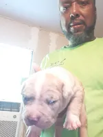 Merle male , a male American Bully for sale in Collins, MS – Photo 1 of 2