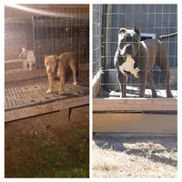 Merle male , a male American Bully for sale in Collins, MS – Photo 2 of 2