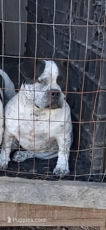 Female – American Bully puppy for sale in Collins, MS