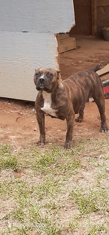 Diamond, a female American Bully for sale in Collins, MS – Photo 1 of 1