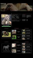 Lola, a female American Bully for sale in Collins, MS – 2 of 2