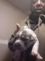 Female merle , a female American Bully for sale in Collins, MS – Photo 1 of 3