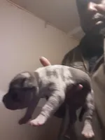 Female merle , a female American Bully for sale in Collins, MS – Photo 2 of 3