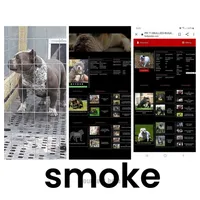Smoke, a male American Bully for sale in Collins, MS – 2 of 2