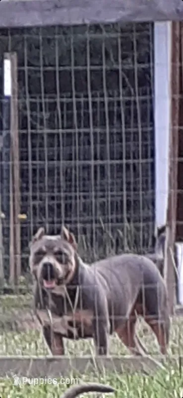 Sugar – American Bully puppy for sale in Collins, MS