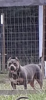 Sugar, a female American Bully for sale in Collins, MS – 1 of 1