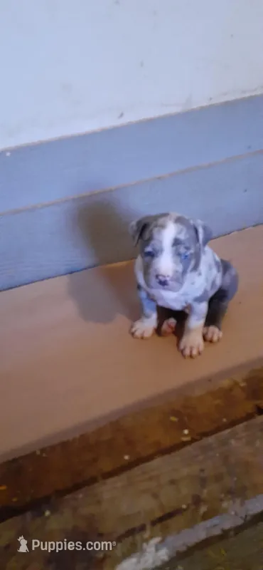 Merle male – American Bully puppy for sale in Collins, MS