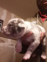 Merle male, a male American Bully for sale in Collins, MS – Photo 1 of 2