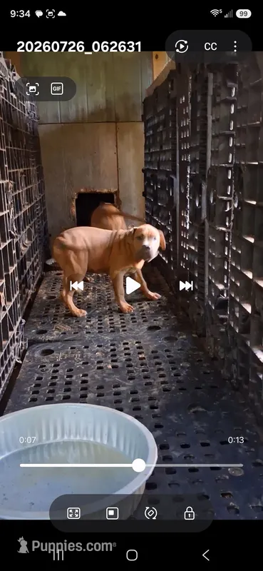 Sable male – American Bully puppy for sale in Collins, MS