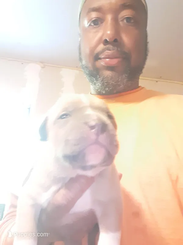 Lilac male, a male American Bully for sale in Collins, MS – Photo 1 of 2