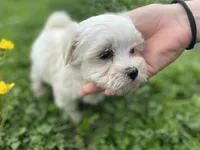 Tiny Tim, a male Coton de Tulear and Maltese for sale in Ava, MO – Photo 2 of 6