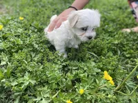 Tiny Tim, a male Coton de Tulear and Maltese for sale in Ava, MO – Photo 4 of 6
