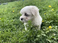 Tiny Tim, a male Coton de Tulear and Maltese for sale in Ava, MO – Photo 6 of 6