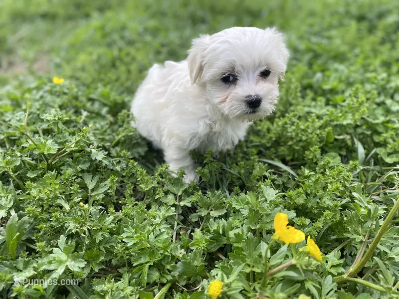 Tiny Tim – Coton de Tulear, Maltese puppy for sale in Ava, MO