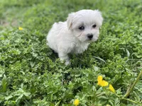 Tiny Tim, a male Coton de Tulear and Maltese for sale in Ava, MO – Photo 1 of 6