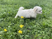 Tiny Tim, a male Coton de Tulear and Maltese for sale in Ava, MO – Photo 5 of 6