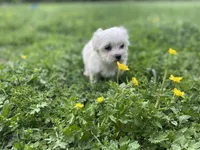 Tiny Tim, a male Coton de Tulear and Maltese for sale in Ava, MO – Photo 3 of 6