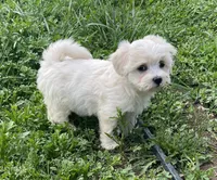 Teddy, a male Coton de Tulear and Maltese for sale in Ava, MO – Photo 5 of 5