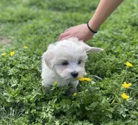 Teddy, a male Coton de Tulear and Maltese for sale in Ava, MO – Photo 2 of 5