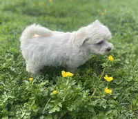 Teddy, a male Coton de Tulear and Maltese for sale in Ava, MO – Photo 3 of 5