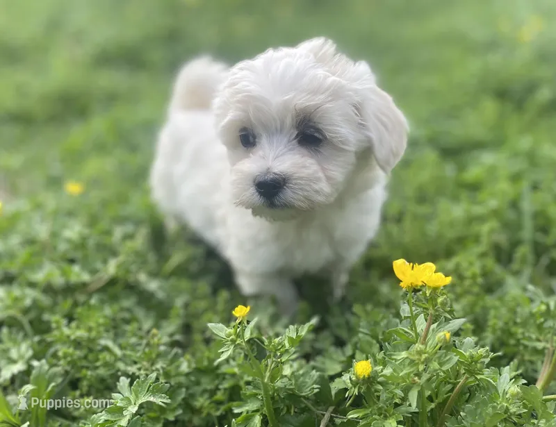 Teddy – Coton de Tulear, Maltese puppy for sale in Ava, MO