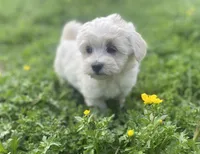 Teddy, a male Coton de Tulear and Maltese for sale in Ava, MO – Photo 1 of 5