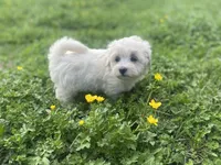 Teddy, a male Coton de Tulear and Maltese for sale in Ava, MO – Photo 4 of 5