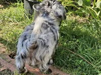 Frizzle, a male Chihuahua for sale in Clarks Hill, SC – 2 of 5