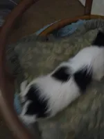 Sassy , a female Chihuahua for sale in Clarks Hill, SC – Photo 3 of 4