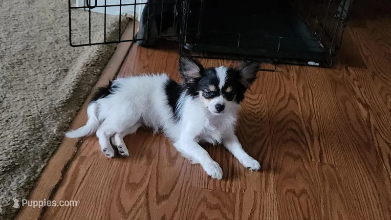 Sassy  – Chihuahua puppy for sale in Clarks Hill, SC
