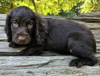 Cherry Blossom , a female Boykin Spaniel for sale in Clarks Hill, SC – 2 of 5